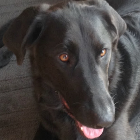 Meet your Posher, Madeline - Picture 1 of 1